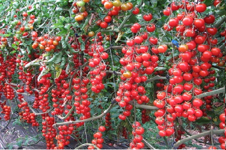 Hiệu quả không ngờ từ việc trồng cây cà chua chuỗi ngọc