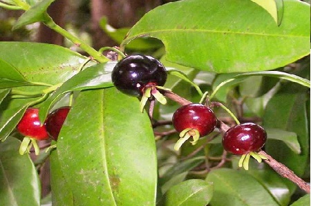 Kỹ thuật trồng cây Cherry trong chậu đơn giản tại nhà
