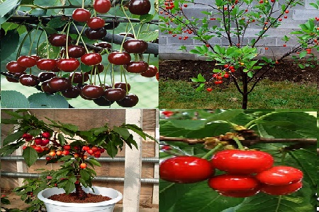 Quy trình kỹ thuật trồng Cherry thu lợi nhuận khủng