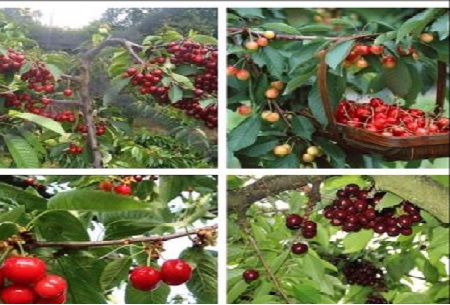 Các bước giản đơn trồng cây Cherry sai trĩu quả