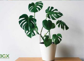 Cây trầu bà – tác dụng thanh lọc khí, làm đẹp không gian Cây trầu bà lá xẻ monstera deliciosa