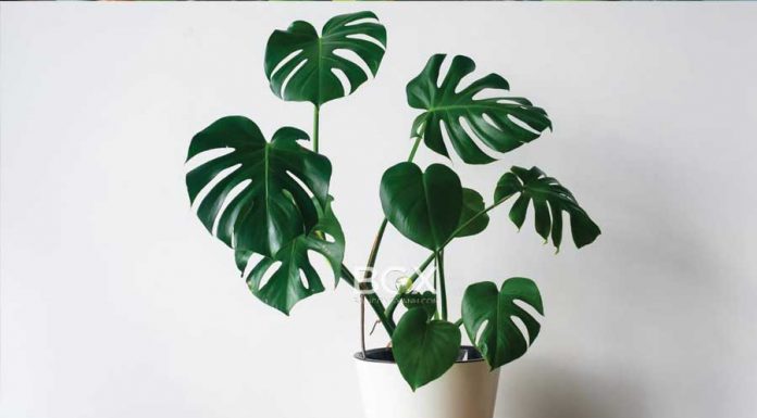 Cây trầu bà lá xẻ monstera deliciosa