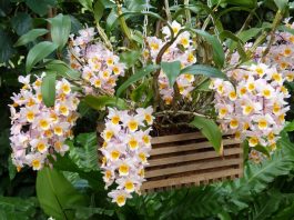 Cách trồng và chăm sóc hoa lan kiều vuông