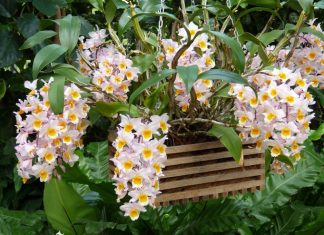 Cách trồng và chăm sóc hoa lan kiều vuông