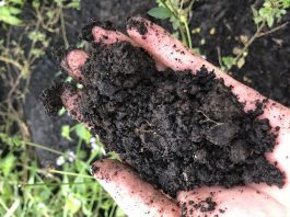 Cải tạo đất bạc màu bằng than bùn