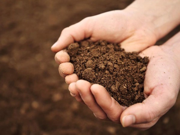 Chia sẻ cách trộn đất trồng cây sống đời cực đơn giản 2