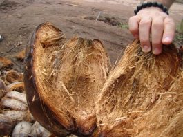 Cách cải tạo đất bằng xơ dừa cực đơn giản cho nhà vườn