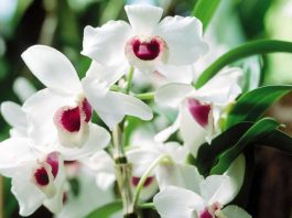 Cách xử lý vỏ thông trồng lan đơn giản, hiệu quả cao