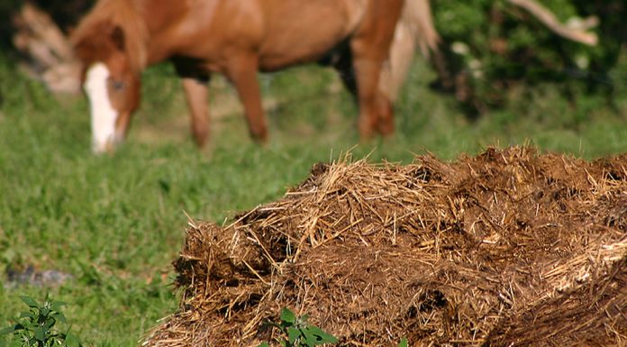 Công dụng và cách sử dụng phân bò cho hoa lan hiệu quả