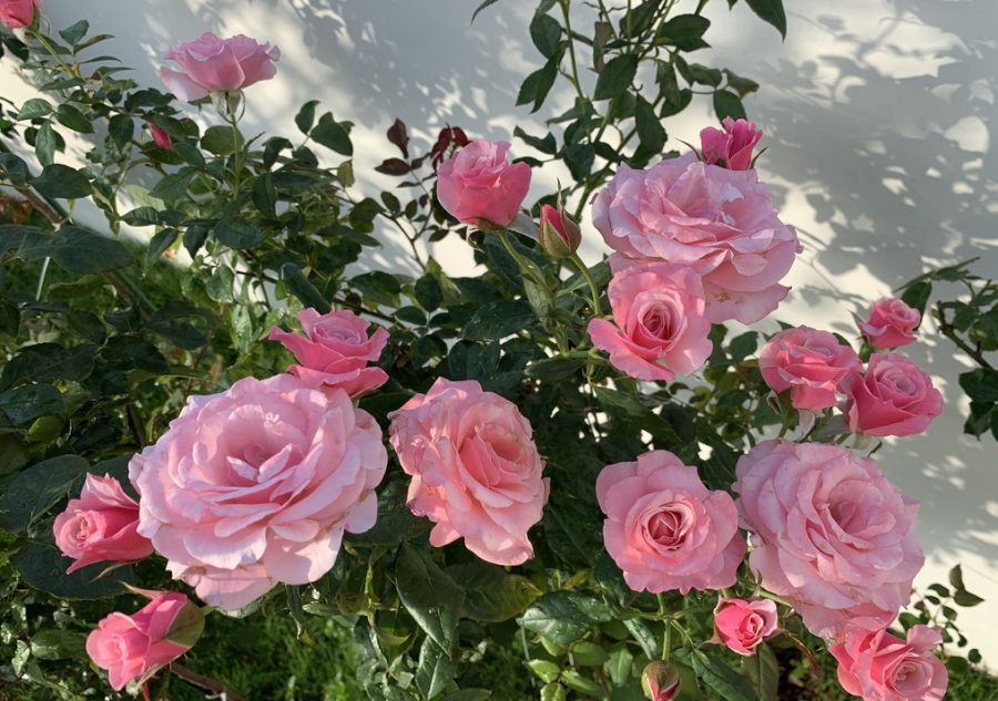 Dùng đá Pumice trồng hoa hồng xinh yêu cho khu vườn 2
