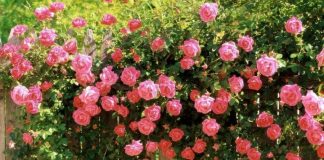 Dùng đá Pumice trồng hoa hồng xinh yêu cho khu vườn