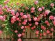 Dùng đá Pumice trồng hoa hồng xinh yêu cho khu vườn