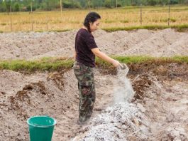 Sử dụng vôi bột cải tạo đất đơn giản, hiệu quả cao