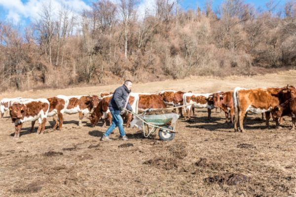 vai trò của phân bò trong cải tạo đất trồng 3