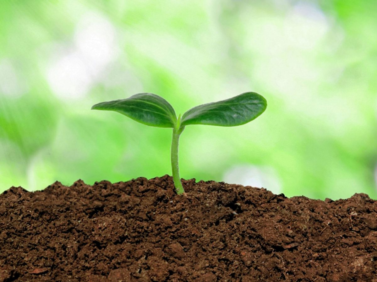 vai trò của phân trùn quế trong cải tạo đất trồng 2