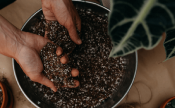 Vai trò của đá Perlite trong cải tạo đất trồng vai trò của đá perlite trong cải tạo đất trồng