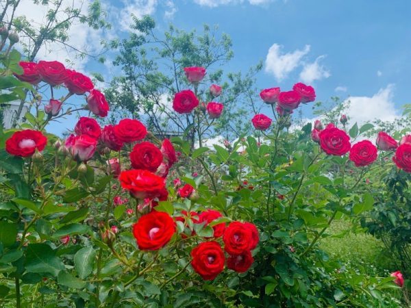 Đá Perlite trồng hoa hồng cực xinh yêu 1
