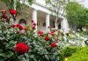 Đá Perlite trồng hoa hồng cực xinh yêu
