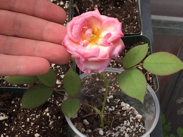 Đá Perlite trồng hoa hồng cực xinh yêu 2