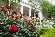 Đá Perlite trồng hoa hồng cực xinh yêu