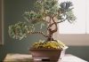 5 yếu tố quan trọng nhất của đất trồng cây bonsai