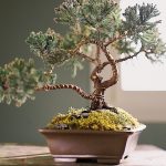 5 yếu tố quan trọng nhất của đất trồng cây bonsai