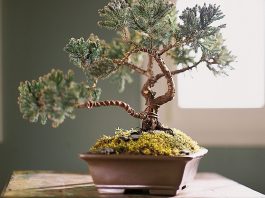 5 yếu tố quan trọng nhất của đất trồng cây bonsai 5 yếu tố quan trọng nhất của đất trồng cây bonsai