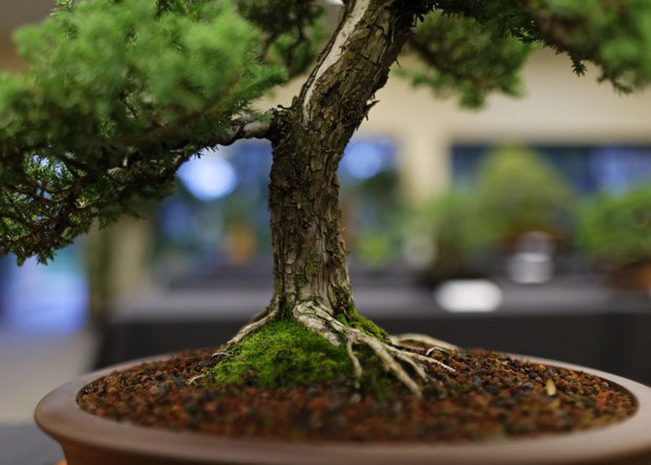 5 yếu tố quan trọng nhất của đất trồng cây bonsai 3