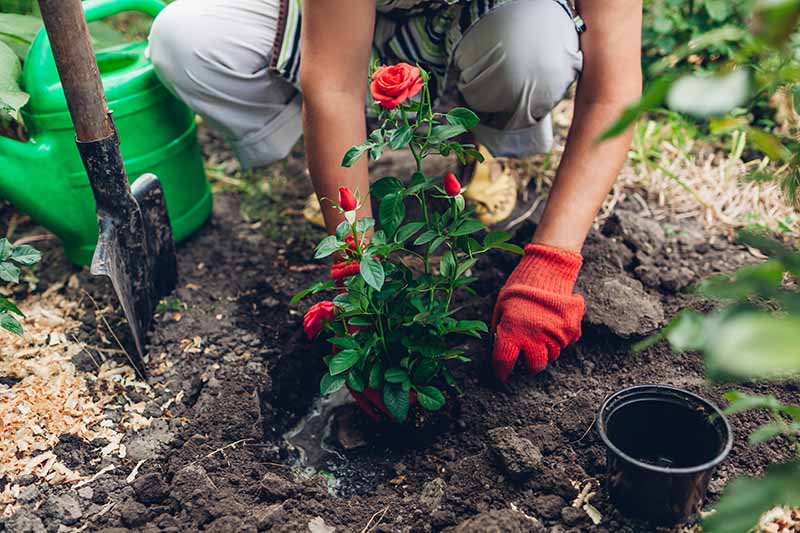 Bạn đã biết cách chuẩn bị bầu đất trồng hoa hồng đúng cách chưa? 3