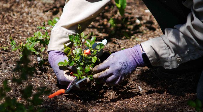 Bạn đã biết cách chuẩn bị bầu đất trồng hoa hồng đúng cách chưa?