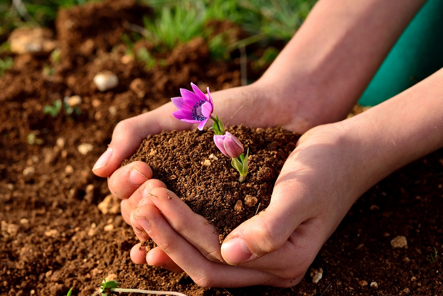 Bí quyết trộn đất trồng hoa sứ tốt nhất cho mọi tín đồ 2