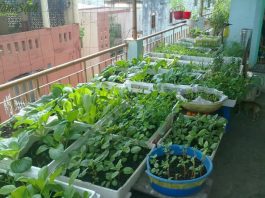 Bật mí cách trộn đất trồng rau trong thùng xốp đơn giản, hiệu quả Bật mí cách trộn đất trồng rau trong thùng xốp đơn giản, hiệu quả