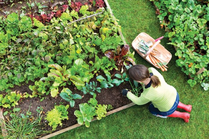 Bật mí cách trộn đất trồng rau trong thùng xốp đơn giản, hiệu quả1