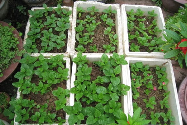 Bật mí cách trộn đất trồng rau trong thùng xốp đơn giản, hiệu quả2