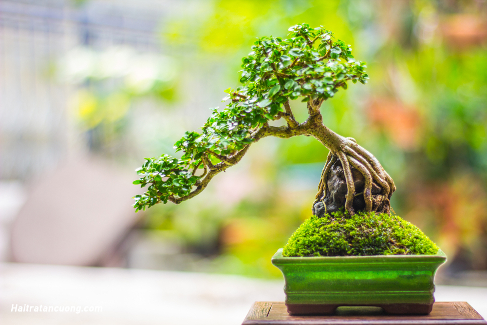 Cách làm đất trồng cây bonsai lý tưởng cho mọi tín đồ 1