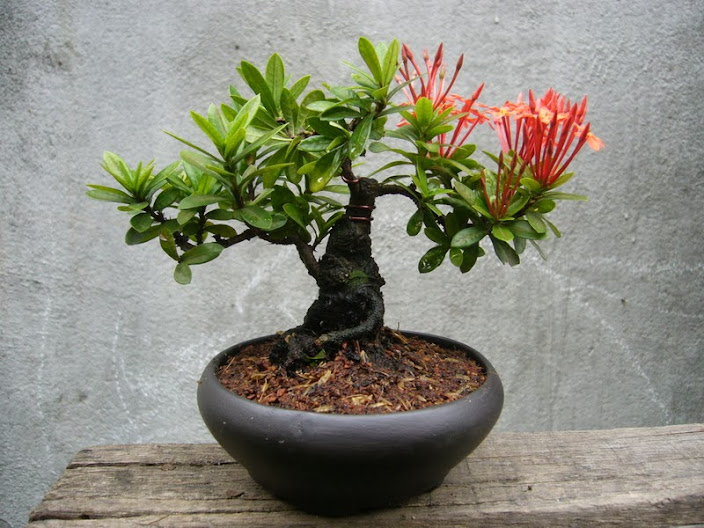 Cách làm đất trồng cây bonsai lý tưởng cho mọi tín đồ 2