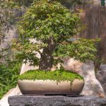 Chia sẻ cách chọn đất trồng cây bonsai từ kinh nghiệm thực tế