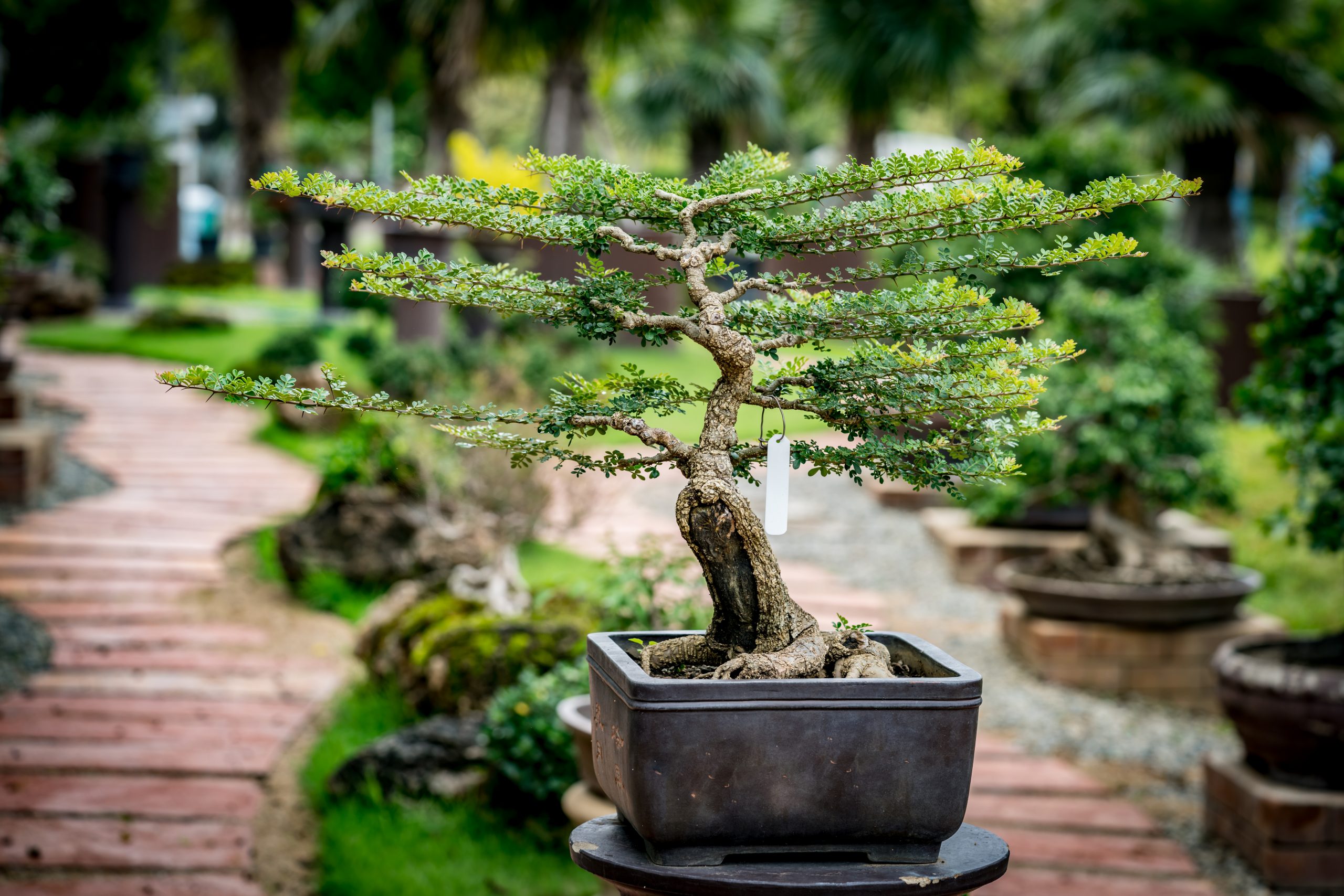 Chia sẻ cách chọn đất trồng cây bonsai từ kinh nghiệm thực tế 2