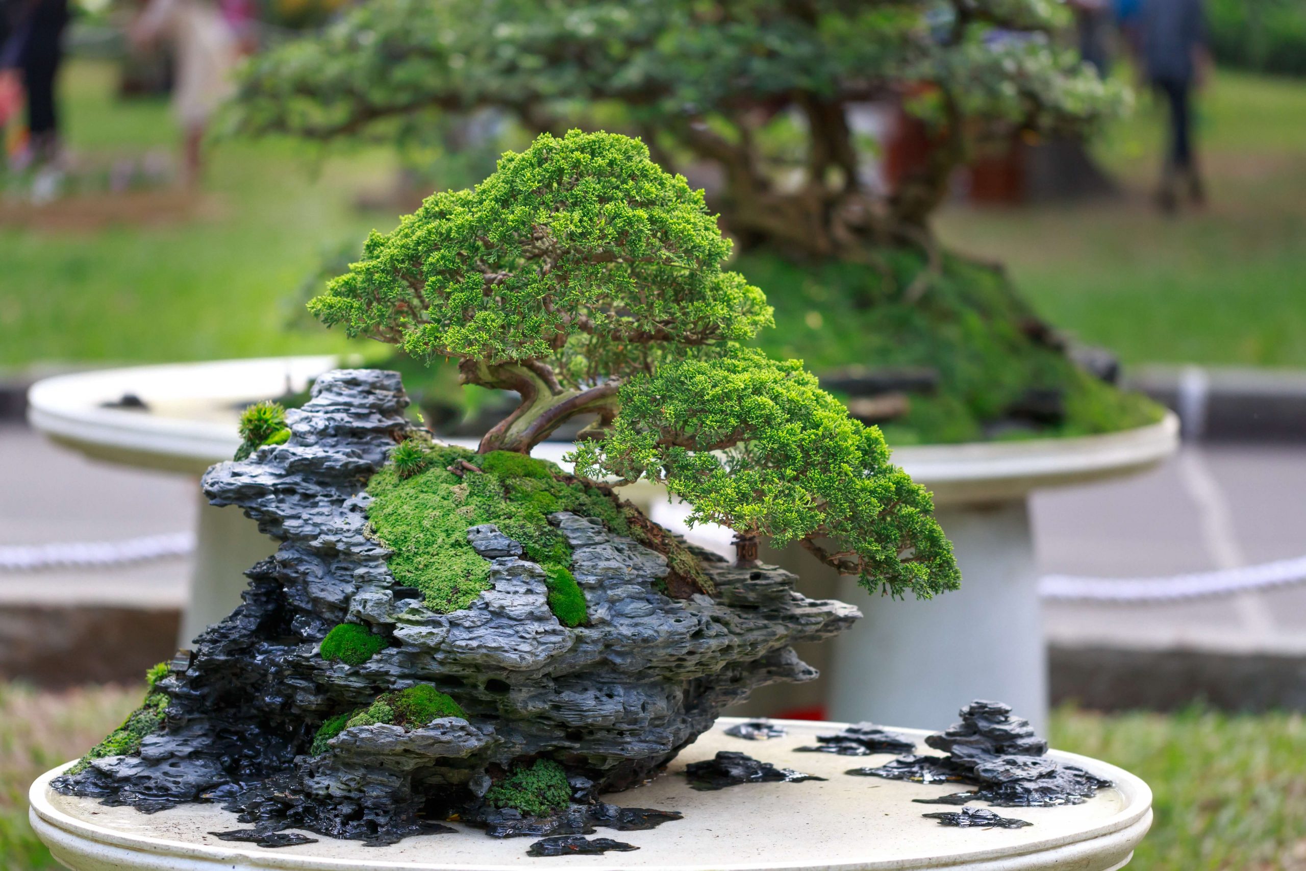 Chia sẻ cách chọn đất trồng cây bonsai từ kinh nghiệm thực tế 3