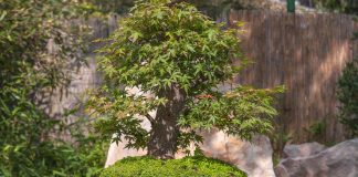 Chia sẻ cách chọn đất trồng cây bonsai từ kinh nghiệm thực tế