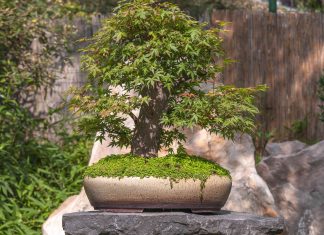 Chia sẻ cách chọn đất trồng cây bonsai từ kinh nghiệm thực tế
