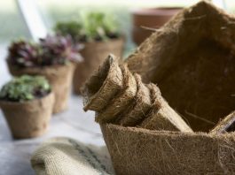 Chậu xơ dừa trồng cây — Giải pháp tối ưu bảo vệ môi trường