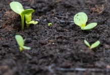 Các phương pháp cải tạo đất trồng rau hiệu quả nhất