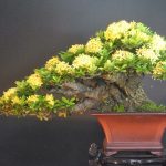 Cách làm đất trồng cây bonsai lý tưởng cho mọi tín đồ