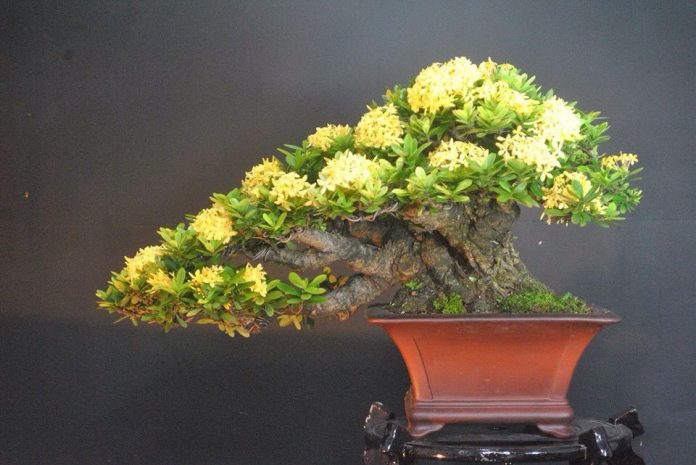 Cách làm đất trồng cây bonsai lý tưởng cho mọi tín đồ