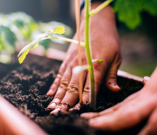 Cách làm đất trồng rau trong thùng xốp đơn giản, hiệu quả