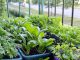 Hướng dẫn bón phân cho đất trồng rau sạch tại nhà
