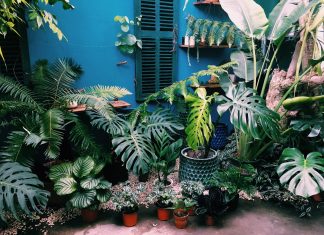 Hướng dẫn cách trộn đất trồng Monstera cao cấp Hướng dẫn cách trộn đất trồng Monstera cao cấp