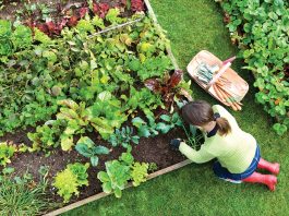Làm đất trồng rau sạch với phân trùn quế đơn giản tại nhà
