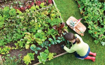 Làm đất trồng rau sạch với phân trùn quế đơn giản tại nhà